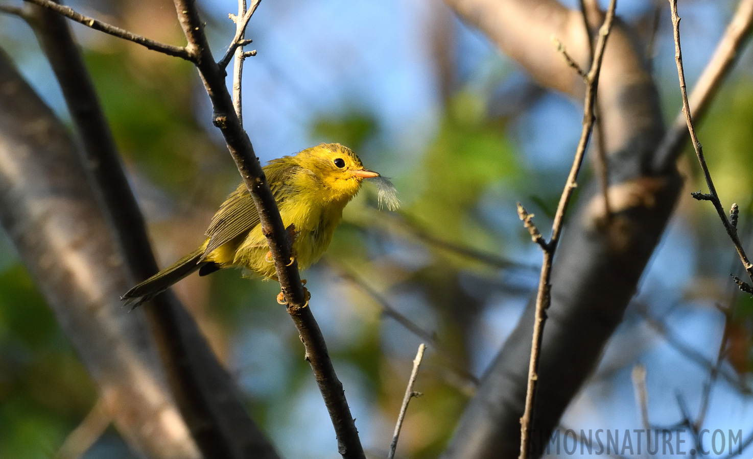 Cardellina pusilla pusilla [400 mm, 1/1250 sec at f / 7.1, ISO 2500]